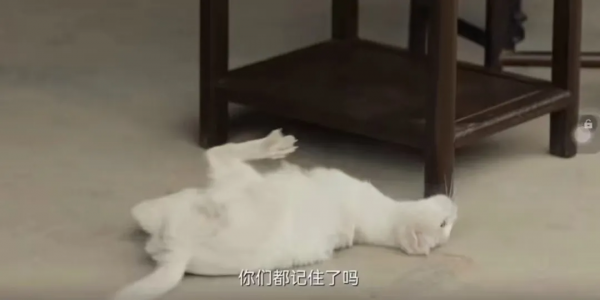 所以於正劇組虐貓了嗎