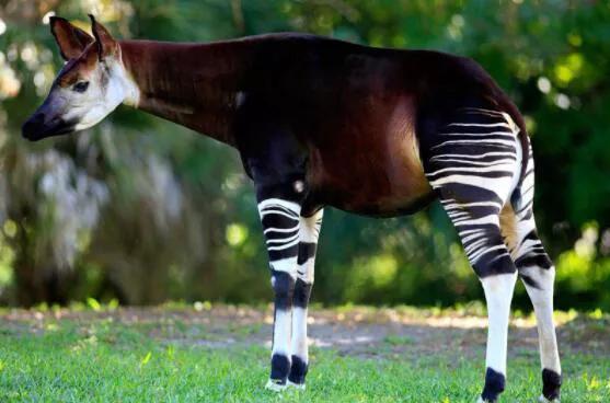 霍加狓是什麼動物，霍加狓有多神秘