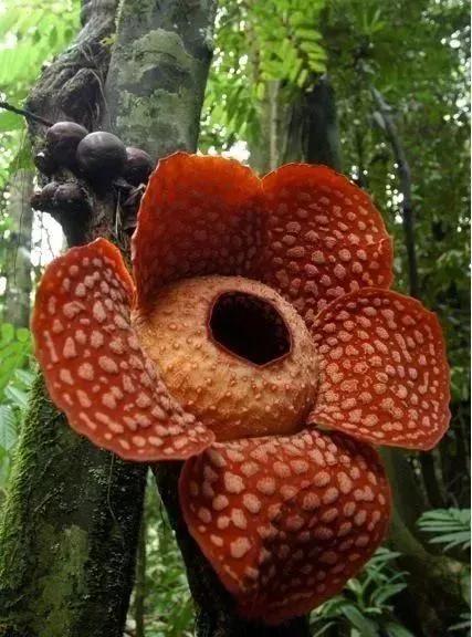 22種奇異的花欣賞之一