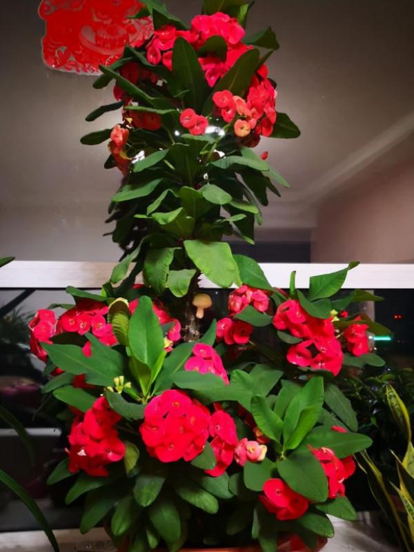 7種“帶毒花”，汁液毒性大，喜歡養在家裡，最好少動它