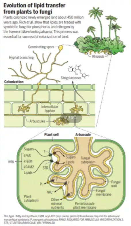 知耕快報｜世界最小農業AI機器人問世；藻類基因注入重塑視覺神經