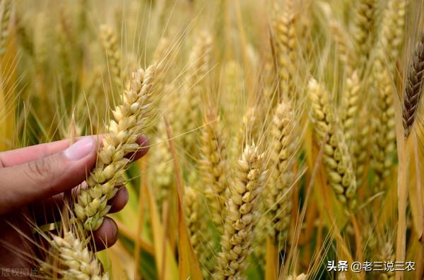 小麥想高產，只需記住“一千斤長相，八九百斤的產量”，效益翻倍