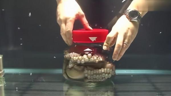 章魚的智商究竟有多高？科學家試驗後發現，它的爪子都充滿了智慧