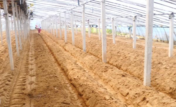 雞糞羊糞牛糞，都是好肥料，使用時有區別，農戶如何選擇？