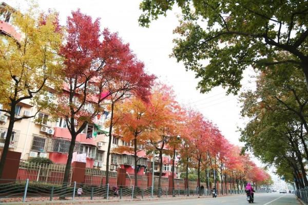 楓香樹、北美楓香、美國紅楓、三角楓，如何“楓”得清？