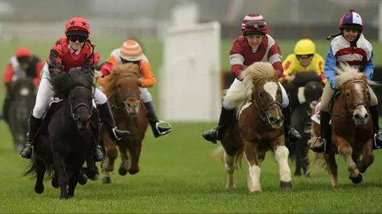 全球最貴的九種馬，價值四億的馬你見過嗎？汗血寶馬無緣榜首