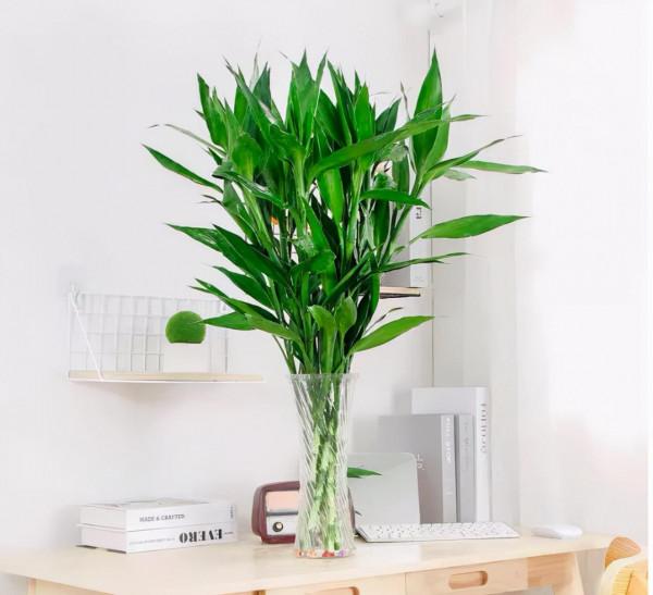 9種“招財花”,好看又招財,有錢人都喜歡養 9種“招財花”,好看又招財,有錢人都喜歡養