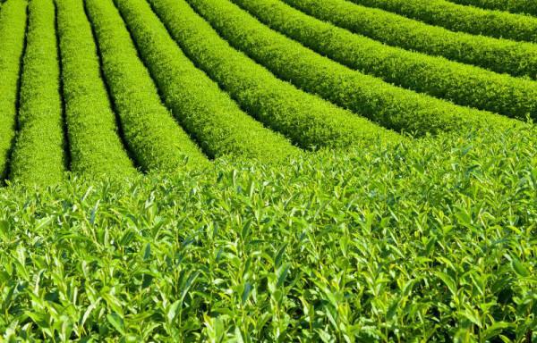 頭道茶能不能喝，需要倒掉麼？行家：3種選擇，讓你喝好茶