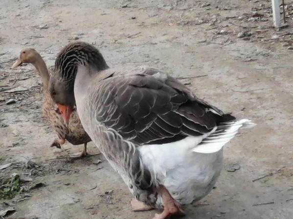 紅草與黃鴨大灰鵝 紅草與黃鴨大灰鵝