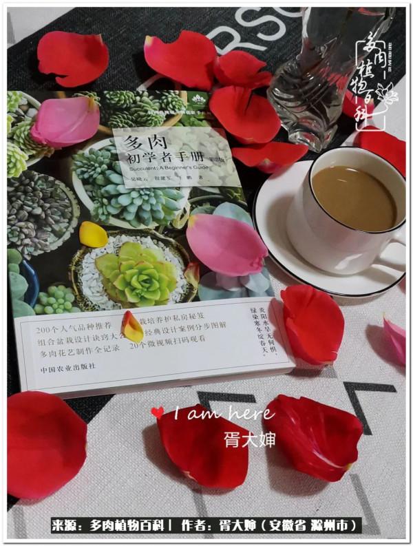 因多肉遇見滿滿的愛和美好，有多肉相伴，歲月生香