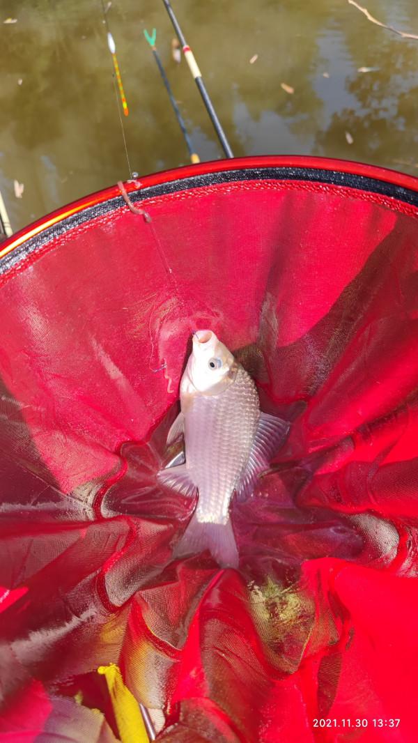 釣友手機打的窩，讓我過了一把癮