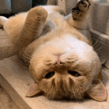 一組超好看的名偵探柯南桌布和可愛的表情包