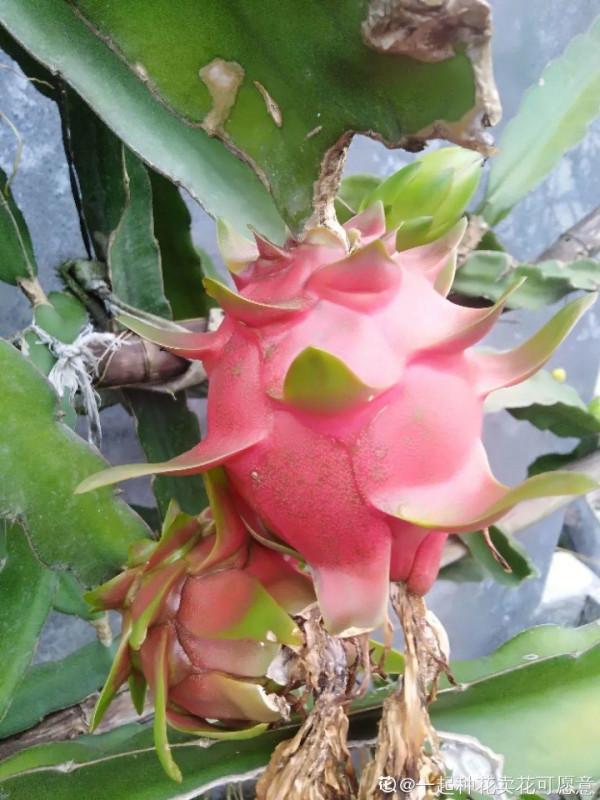 特皮實的無花果樹,葉子油綠能結果,陽臺也能種 特皮實的無花果樹,葉子油綠能結果,陽臺也能種