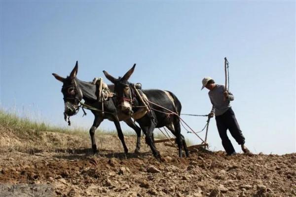 童年(1)—驢 童年(1)—驢