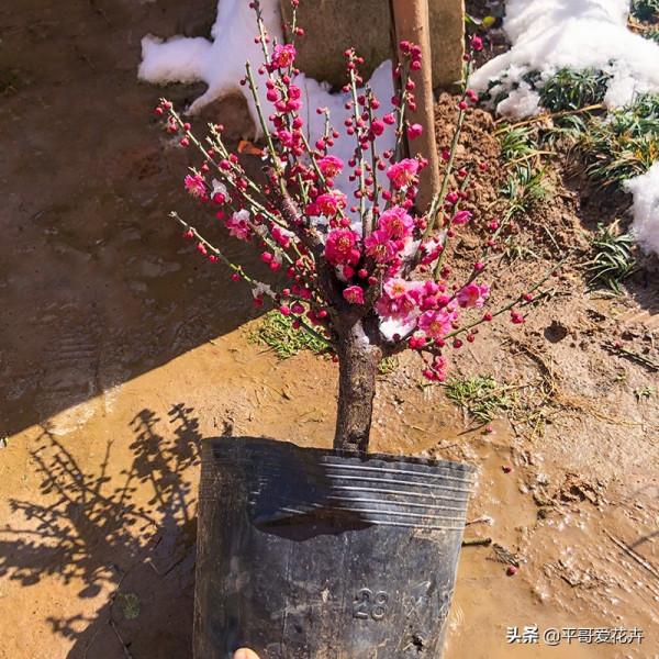 網購需謹慎，元旦將近，花販子常見的3種“套路”，您中招了嗎