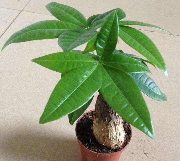 家庭養髮財樹的養護做好3點，枝幹粗壯，葉子翠綠又茂盛