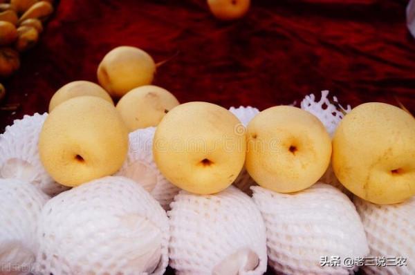 內行人種梨樹,不是澆水越多越好!這3個指標,弄懂了,不吃虧 內行人種梨樹,不是澆水越多越好!這3個指標,弄懂了,不吃虧