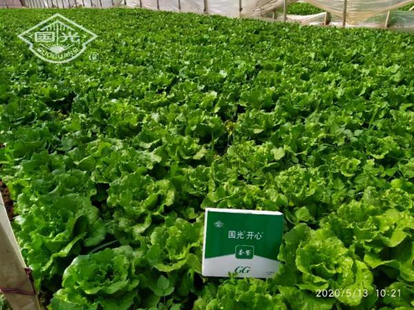 生菜配肥調,長得就是好 生菜配肥調,長得就是好