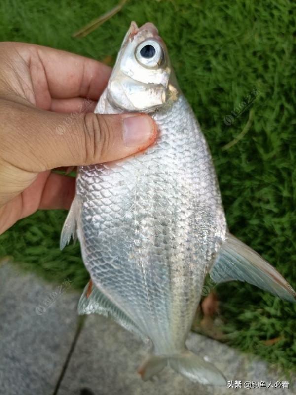 歷經一番驚險刺激的操作，小鉤成功博大魚一條……