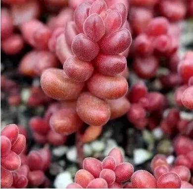 紅珊瑚為什麼是紅色的