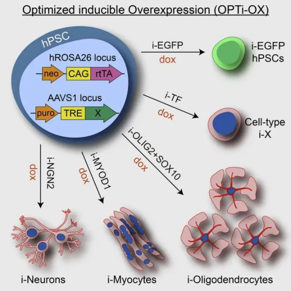 「像軟體程式設計一樣」定向分化細胞，專有重程式設計技術規模化生產細胞