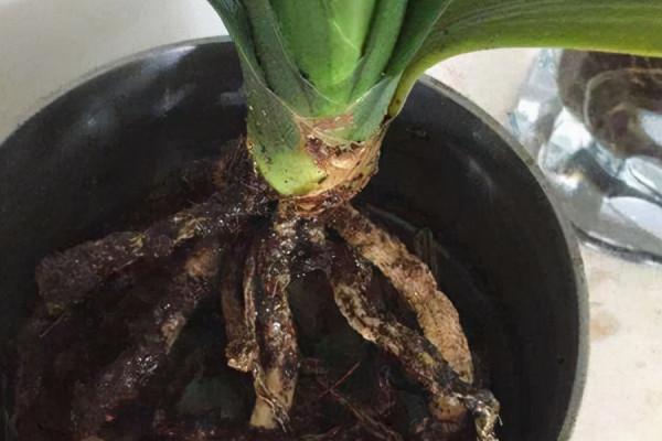 容易因多澆水而死的“18種花”，養不活都是由於手太勤