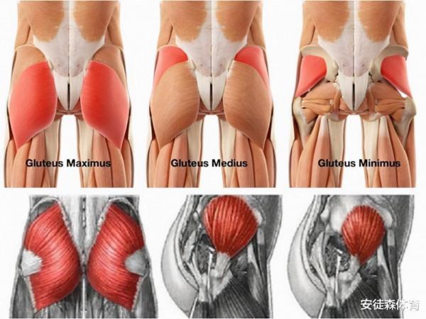 健身常見的臀推與硬舉動作哪個比較適合增強訓練臀部肌力？