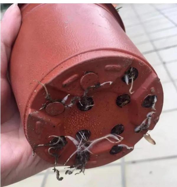 瑪格麗特小苗種植 瑪格麗特小苗種植