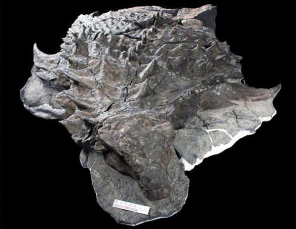 動物的背部腹部顏色不同？狹路相逢後，動物其實更精通反廕庇偽裝