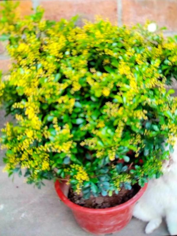 非無腳下浮雲鬧，來不相知去不留