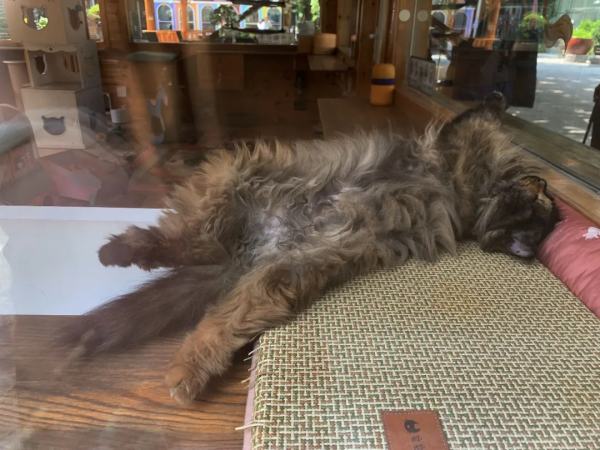 “貓條”好吸嗎? “貓條”好吸嗎?