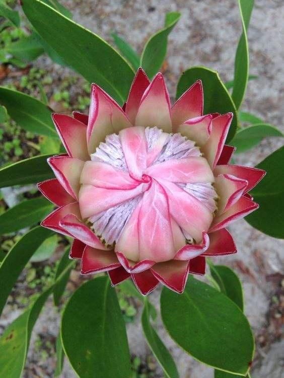 她在家養了3種&OpenCurlyDoubleQuote;超大超美&rdquo;的奇花，1朵花能開100天，鄰居好羨慕