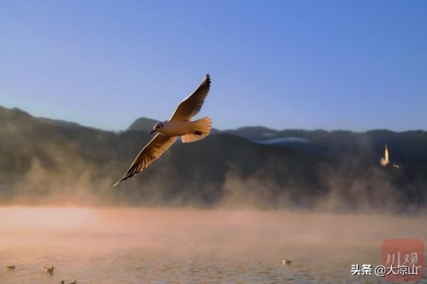 瀘沽湖之冬，邂逅來自西伯利亞的紅嘴鷗