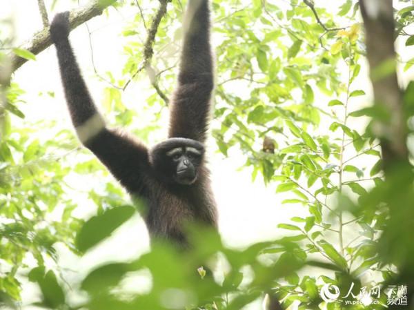 1到10歲的高黎貢白眉長臂猿長啥樣 看這裡 1到10歲的高黎貢白眉長臂猿長啥樣 看這裡