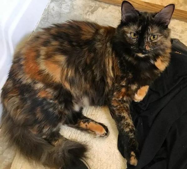 貓界中,這些貓“棄養率”最高,橘貓排名第一 貓界中,這些貓“棄養率”最高,橘貓排名第一