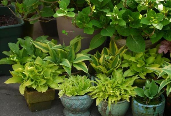 植物黃葉“病”難治，看看這5點，就能保證葉片油綠