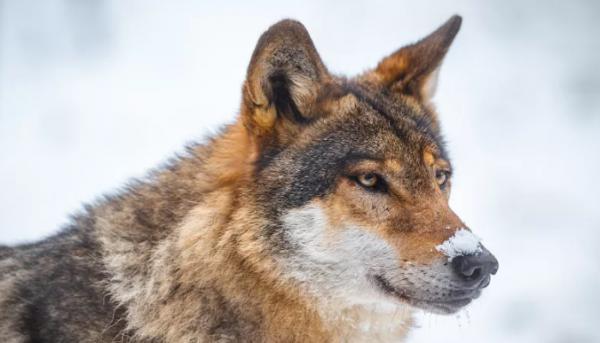 鬣狗愛乾淨?事實上關於鬣狗的這些傳聞都不真實,它們也不是犬科 鬣狗愛乾淨?事實上關於鬣狗的這些傳聞都不真實,它們也不是犬科