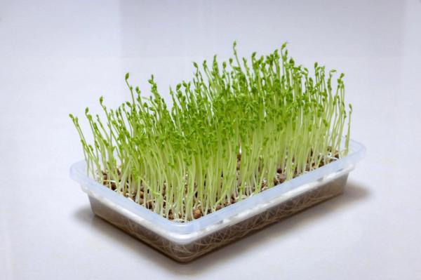 種在客廳的水培芽苗菜