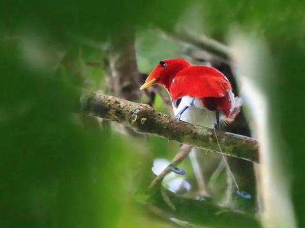 分享王極樂鳥圖片 對愛情忠貞不渝令人動容