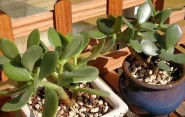 扦插5種花，不用等到春天，現在扦插也容易成活