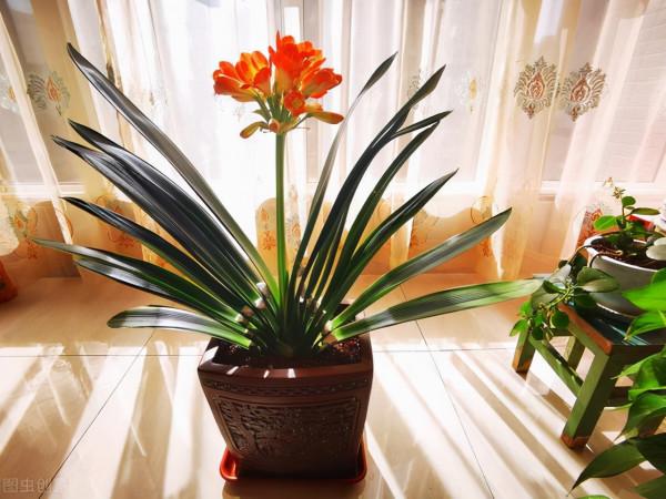 八種“旺財花”，一曬就黃葉，放在“半陰地”反而長得旺