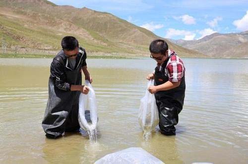 西藏羊湖8億公斤魚類氾濫成災，隨手就可捕撈，為何無人敢吃？