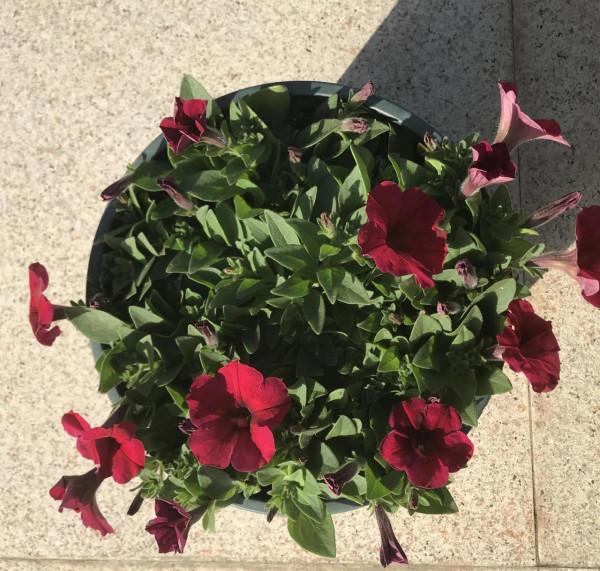 矮牽牛花，要想開花爆盆，就要大剪大修，有舍才有得