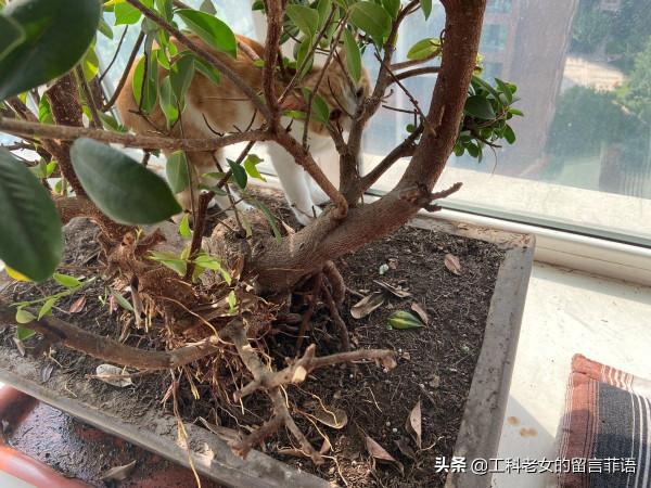 花盆裡長貓了 花盆裡長貓了