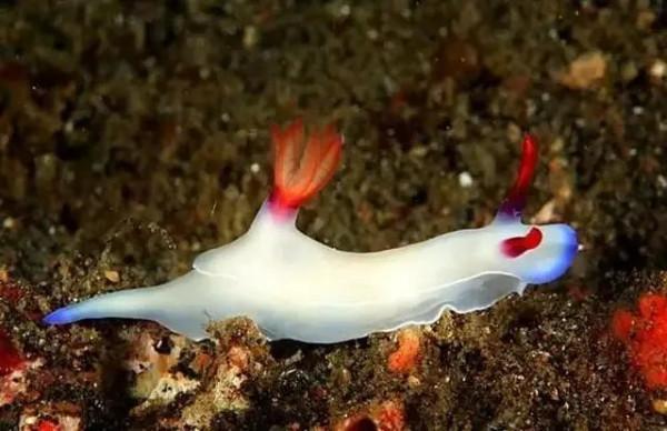 可愛呆萌的海兔，美出天際的海兔——海兔大全