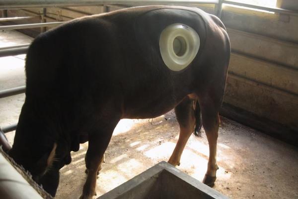 可怕的動物瘟疫：十年間格里芬兀鷲滅絕，候鳥帶來病毒致7人死亡