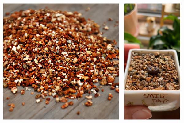 「皮皮太皮」養不好系列:多肉水了,葉片掉了,枝幹枯了,錯哪了 「皮皮太皮」養不好系列:多肉水了,葉片掉了,枝幹枯了,錯哪了