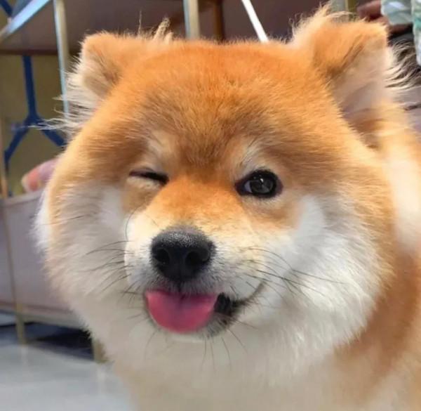 桌布小館：可愛寵物頭像，這樣的狗狗誰不喜歡