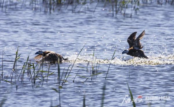 白頭硬尾鴨“安家”記