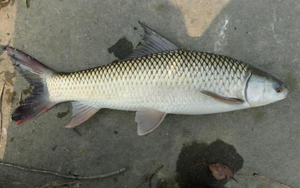 1次產卵多達138萬粒，吃水草就能長大，為何野生的草魚卻不多？